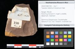 Foto (Objekt + Etikett) von Taxodium distichum miocenicum Heer (NHMW-GEO-2024-0188-0190)
